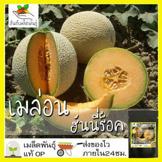 เมล็ดพันธุ์ เมล่อน ฮันนี่ร็อค 40 เมล็ด Honey Rock Melon Seed เมล็ดพันธุ์แท้100% นำเข้าจากต่างประเทศ ปลูกผัก สวนครัว ถูก
