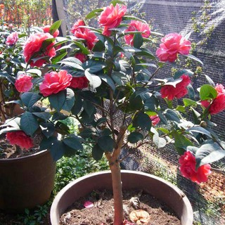 ชุดพร้อมปลูกดอกดอกคามิเลีย (Camellia)