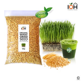 [3แถม1] IOH เมล็ดข้าวสาลี (Organic Wheatgrass) ปลอดสารพิษ 100% คัดเกรด A เมล็ดหญ้าแมว สำหรับปลูกเป็นต้นอ่อน (พร้อมส่ง)
