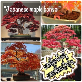 🌟ชุดพร้อมปลูก🌟เมล็ดพันธุ์”เมเปิ้ลญี่ปุ่น”🍁(Japanese Maple)