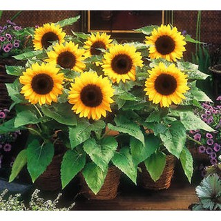 เมล็ดทานตะวันDwarf Sunflowers 100เมล็ด