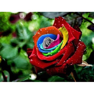 10Pcs Rainbow Rose Seeds (มีคู่มือภาษาไทย)