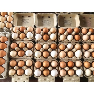 ไข่ไก่ปลอดสารพิษ 100% Natural Free Range Eggs