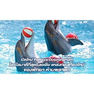 Pattaya Dolphinarium ว่ายน้ำกับโลมา