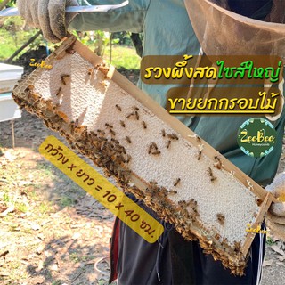 🅰️[รวงผึ้งสด "พร้อมกรอบไม้"] ~1,600-1,700กรัม(น้ำหนักรวมกรอบ), สะอาดไม่มีตัวอ่อน คัดพิเศษ(Honeycomb)